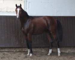 jumper Cafe's Quidamo (Oldenburg show jumper, 2022, from Cafe au lait 2)