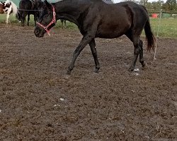 broodmare Kaiwai (Trakehner, 2015, from Waitaki 31)