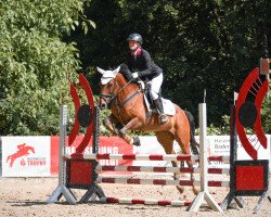 broodmare Lillifee S (Oldenburg show jumper, 2013, from Stakko)