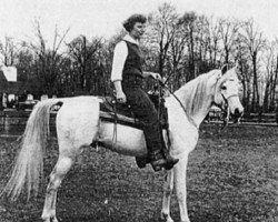 stallion Naharin ox (Arabian thoroughbred, 1941, from Gulastra ox)