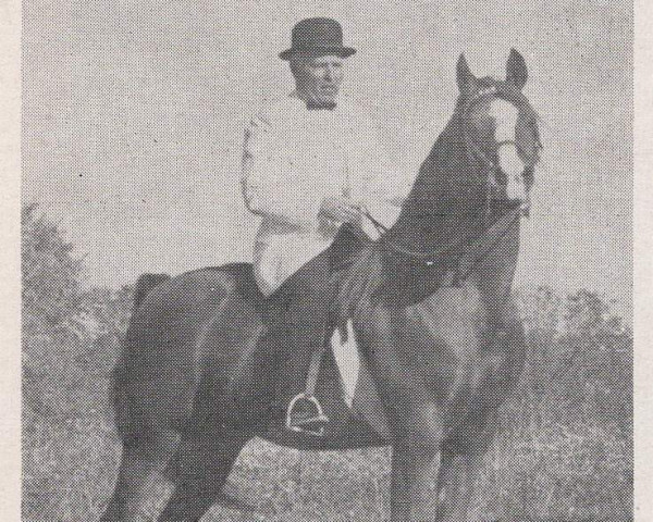 stallion El Nahar ox (Arabian thoroughbred, 1946, from Naharin ox)