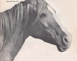 broodmare Rahma ox (Arabian thoroughbred, 1938, from Ronek ox)