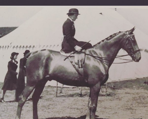 horse Cufflink (British Sport Horse, 1947, from Bachelor's Convert xx)