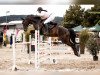 jumper Lillifee 126 (Oldenburg show jumper, 2011, from Louvre S)