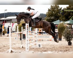 jumper Lillifee 126 (Oldenburg show jumper, 2011, from Louvre S)