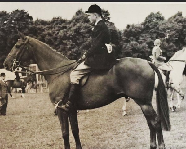 Pferd Invercauld (British Sport Horse, 1946, von Domaha xx)