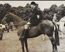 horse Invercauld (British Sport Horse, 1946, from Domaha xx)