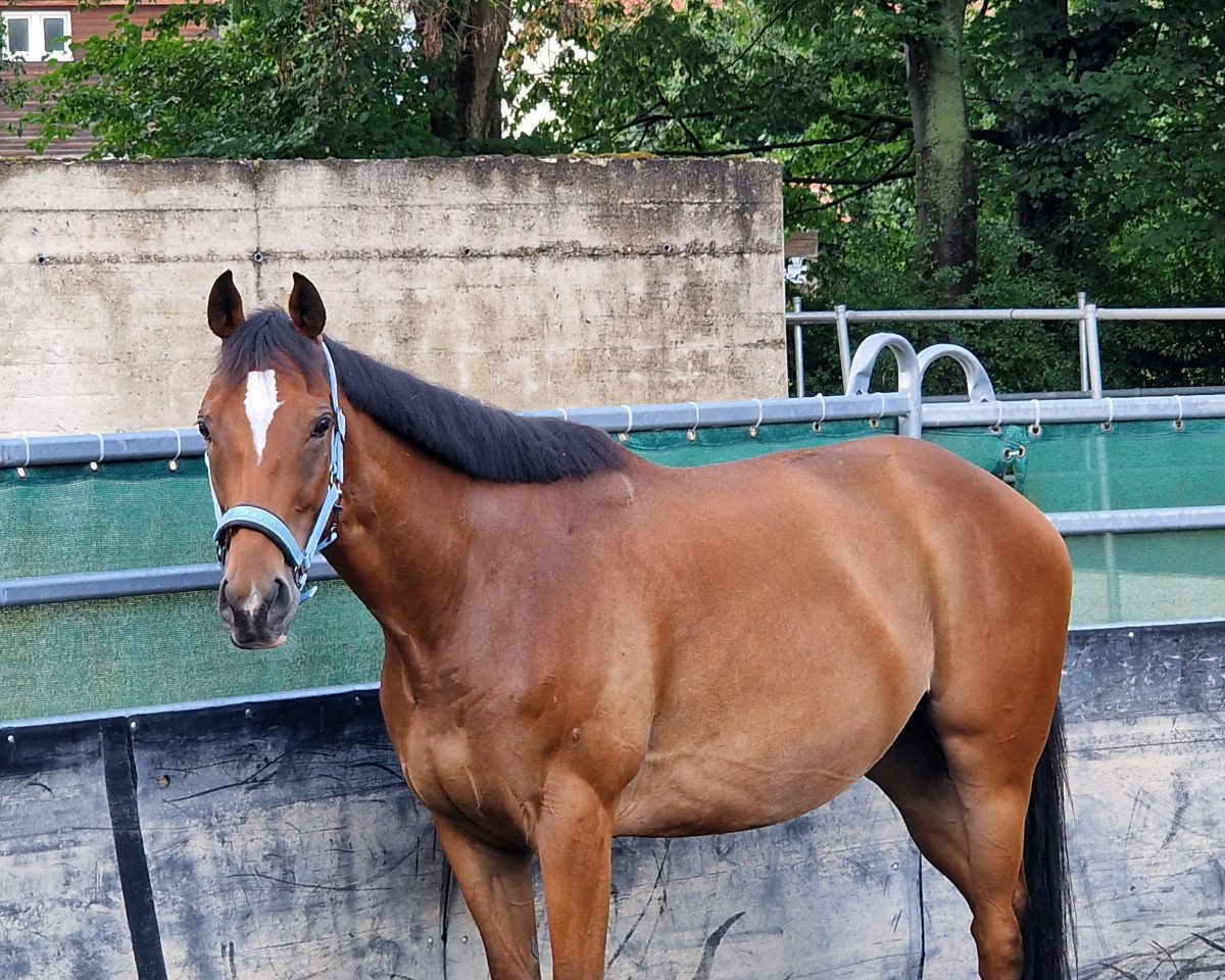 horse Red Lodge (Thoroughbred, 2018, from Dylan Thomas xx)