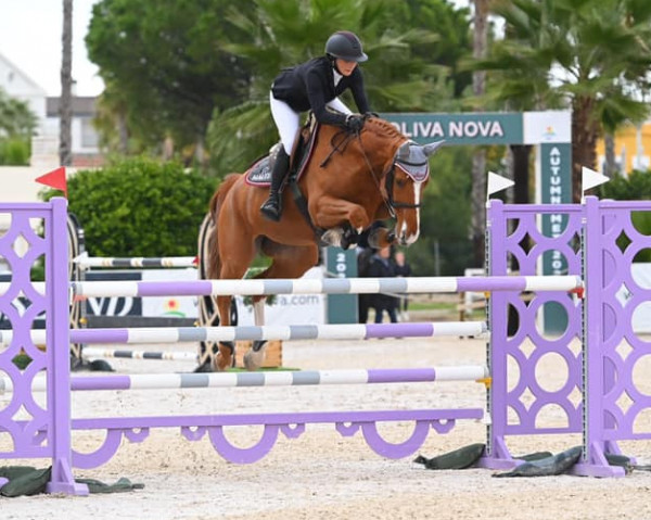 jumper First Lady Z (Zangersheide riding horse, 2015, from Flamingo K)