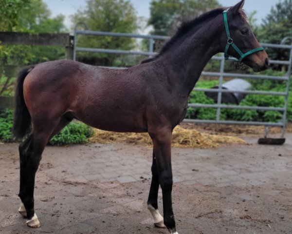 dressage horse K.C. Fidelio (Hanoverian, 2023, from Für immer du)