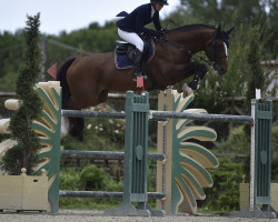 stallion Temis de Kergane (Selle Français, 2007, from Quaprice Z)