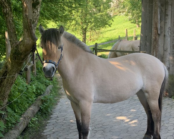 Zuchtstute Lina (Fjordpferd, 2018, von Marlon)