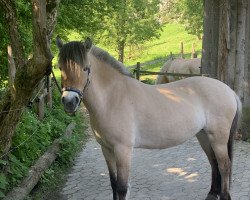 broodmare Lina (Fjord Horse, 2018, from Marlon)