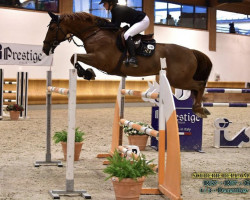 jumper Goodlife (KWPN (Royal Dutch Sporthorse), 2011, from Quasimodo vd Molendreef)