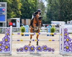 stallion Coran van't Kruis Z (Zangersheide riding horse, 2015, from Comilfo Plus Z)