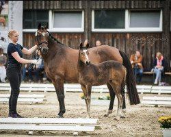 Zuchtstute Golden Hit van de Dancha Stables (Nederlands Welsh Ridepony, 2011, von Brouwershaven Diamond Hit)