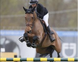 jumper Rachel (Hungarian Warmblood, 2013, from Cassuci)