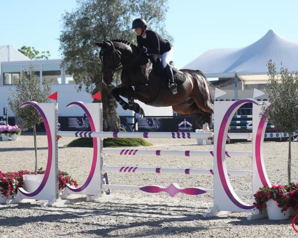 Springpferd Flocon De La Fourerie (Selle Français, 2015, von Canturo)