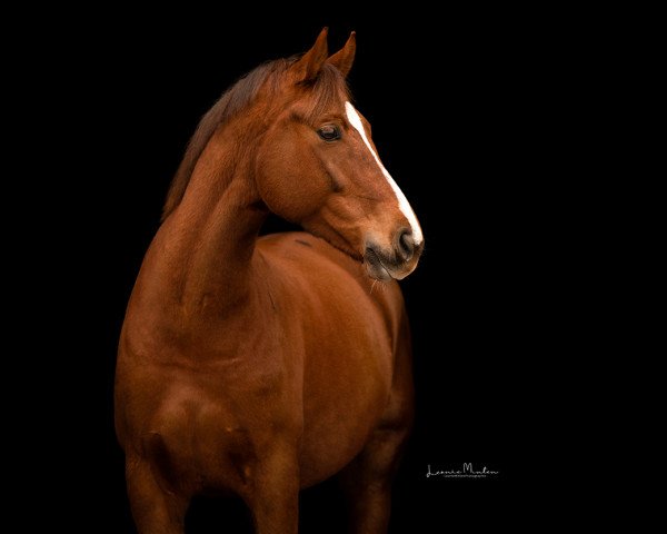 Pferd Babo (Deutsches Sportpferd, 2017, von Bombastic)