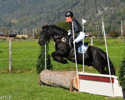 Pferd Lowlands Jake (Fell Pony, 2004)