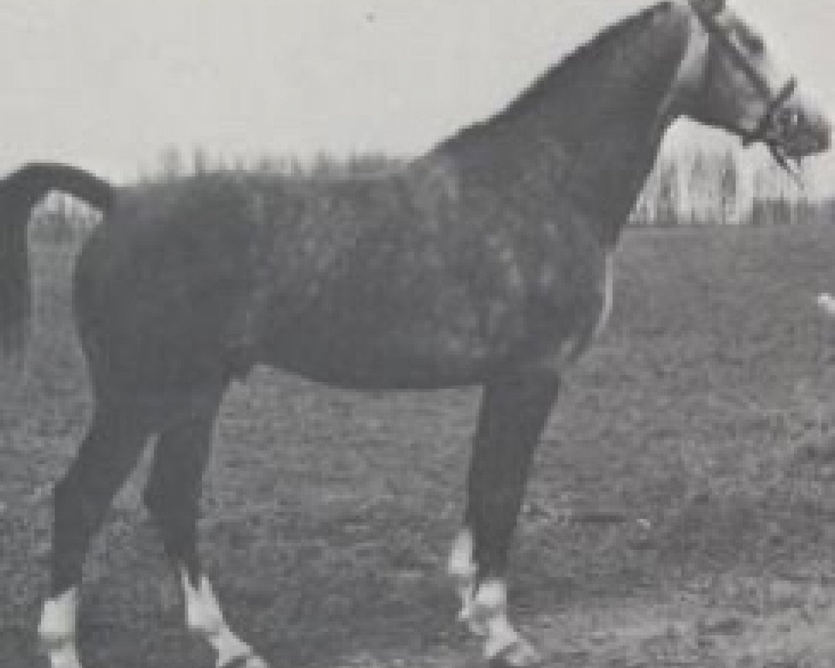 Deckhengst Almedeux (Belgisches Warmblut, 1982, von Alme)