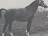 stallion Almedeux (Belgian Warmblood, 1982, from Almé)