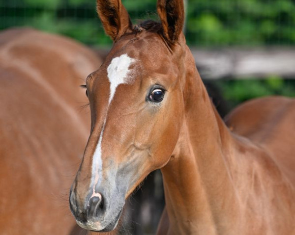 Springpferd Airbus de Bettincourt (Belgisches Warmblut, 2023, von Check In 2)