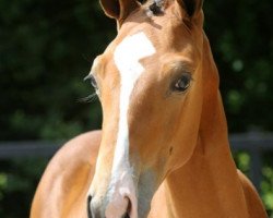 Pferd Royal Blue N (KWPN (Niederländisches Warmblut), 2021, von Mr Blue)