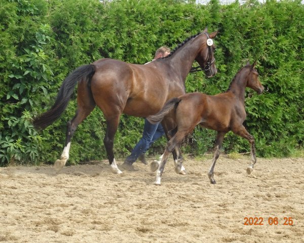 Springpferd Vega Lusatia (Deutsches Reitpferd, 2022, von Lausitzer Junior II)