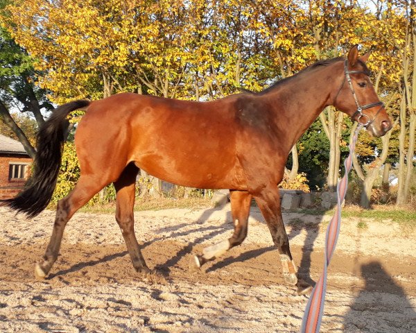 broodmare Hymne (Sachse, 2001, from Liberator 2574)