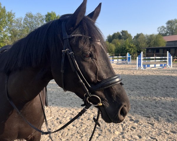 dressage horse Chaya (Mecklenburg, 2015, from Count Up)