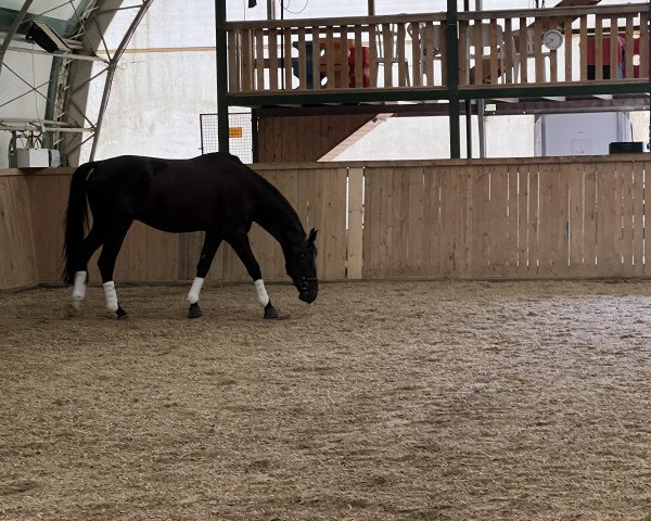 Dressurpferd San Noir G (Deutsches Sportpferd, 2014, von San Amour I)