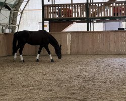 dressage horse San Noir G (German Sport Horse, 2014, from San Amour I)