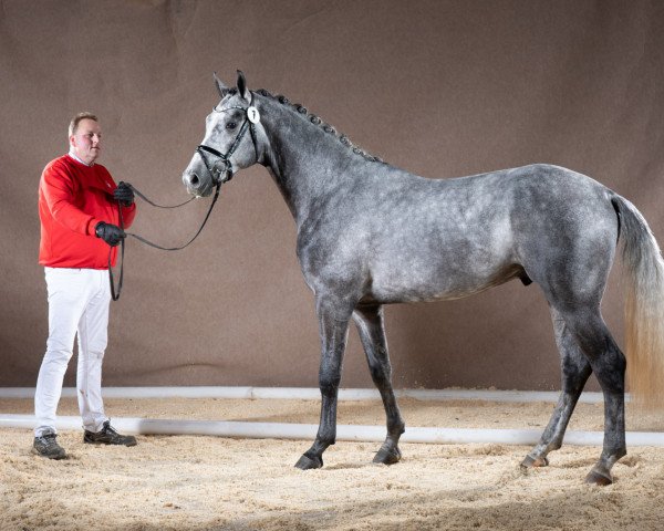 stallion Captain Müller MT (Westphalian, 2017, from Cornet Obolensky)