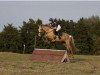 broodmare Sunshine 673 (German Riding Pony, 2012, from FS Mr. Right)