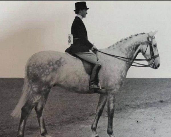 Pferd Mighty Grand (British Sport Horse, 1945, von Steadlis xx)