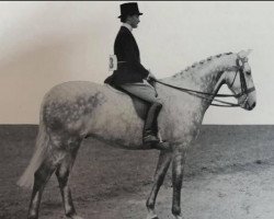 horse Mighty Grand (British Sport Horse, 1945, from Steadlis xx)