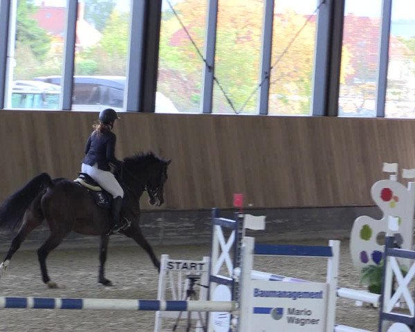 Reitturnier Zwickau 2023