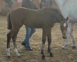 Springpferd Jaspers Touché (Holsteiner, 2023, von Jasper)