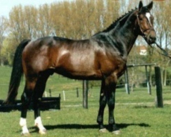 stallion Val T'horens van de Padenborre (Belgian Warmblood, 1998, from Grandeur)
