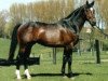 stallion Val T'horens van de Padenborre (Belgian Warmblood, 1998, from Grandeur)