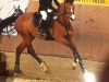 broodmare Milaine T (German Riding Pony, 2007, from Mentos Charmeur)