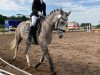 dressage horse Montelino 34 (Welsh-Pony (Section B), 2015, from Llanarth Mayloo)