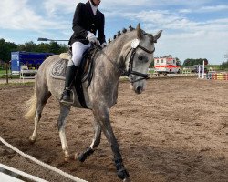 dressage horse Montelino 34 (Welsh-Pony (Section B), 2015, from Llanarth Mayloo)