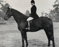 horse Penny Royal (British Sport Horse, 1948, from Obligato xx)