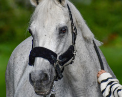 broodmare Arina 107 (German Riding Pony, 1996, from Sunrise Ramon)