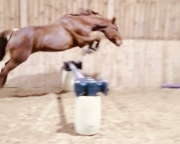 Pferd Antares (Bayer, 2003, von Audax)