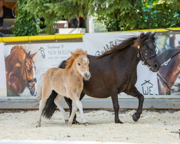 Pferd Grete van Breugel (Dt.Part-bred Shetland Pony, 2023, von Prince von Warfen)