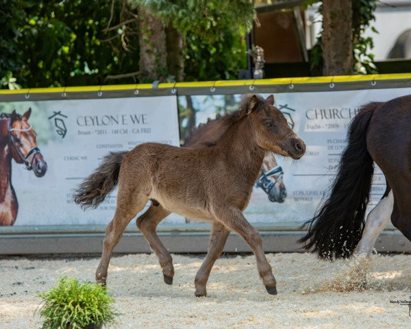 Pferd Paul van Breugel (Dt.Part-bred Shetland Pony, 2023, von Prince von Warfen)