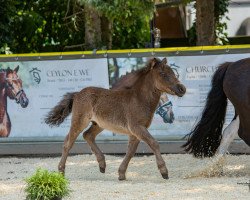 horse Paul van Breugel (Dt.Part-bred Shetland pony, 2023, from Prince von Warfen)